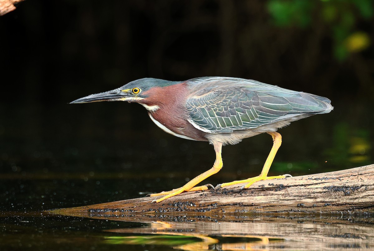 Green Heron - Nik Teichmann