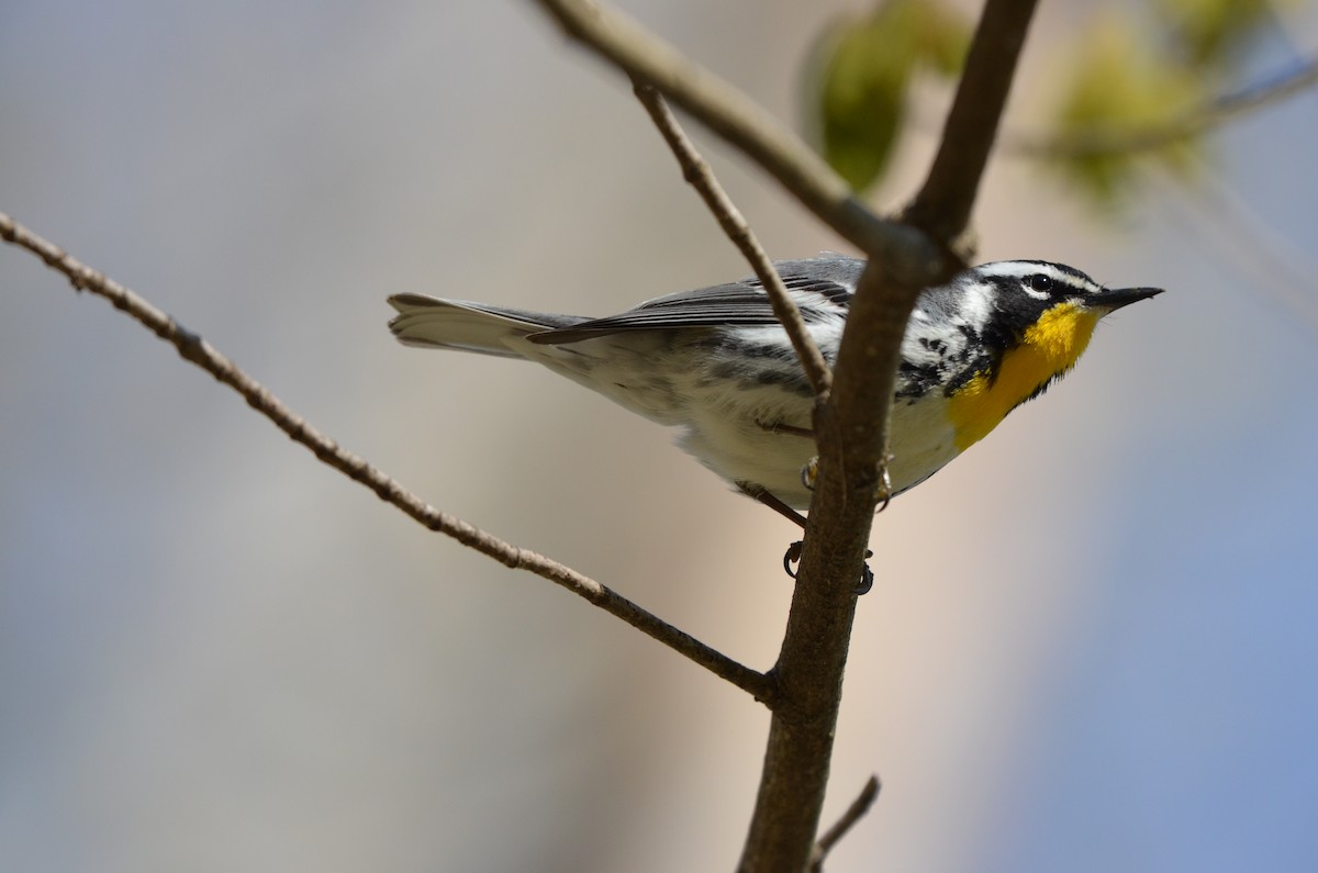 Yellow-throated Warbler - ML619996264