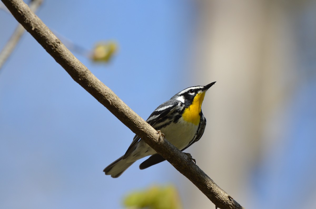 Yellow-throated Warbler - ML619996265