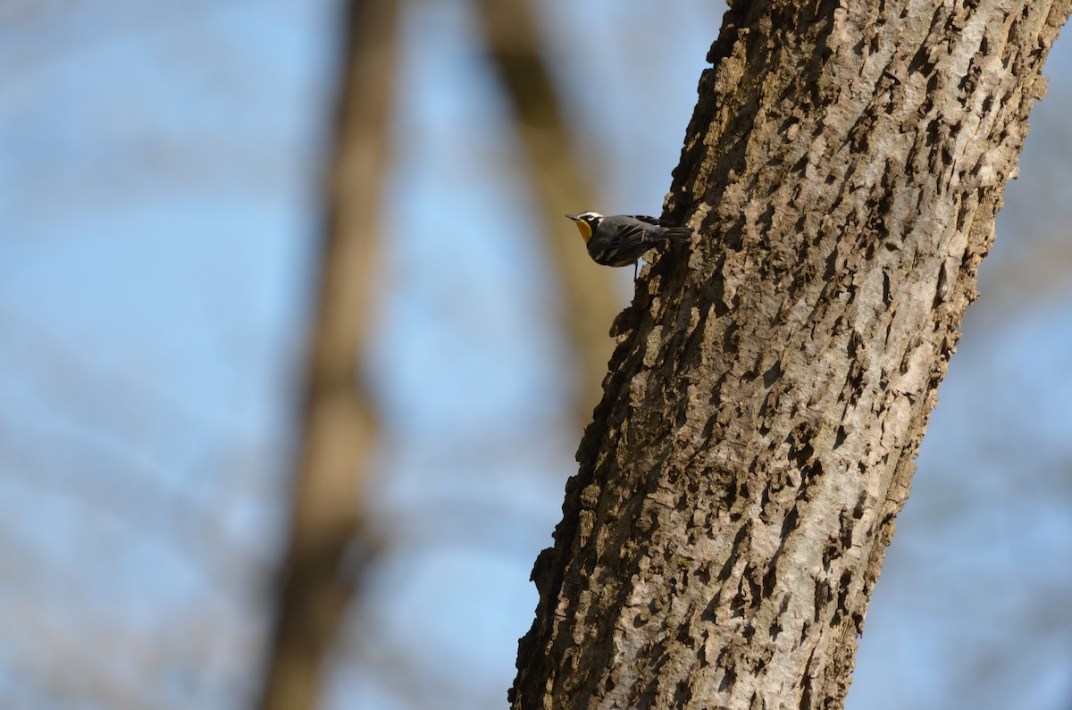 Yellow-throated Warbler - ML619996267