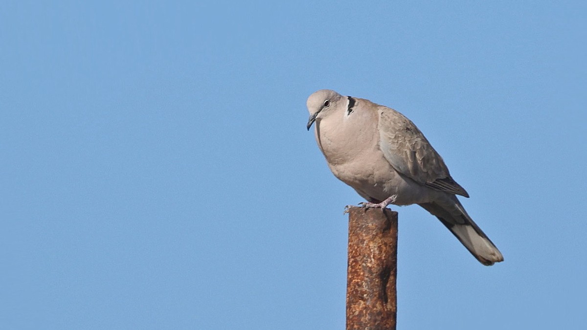 Eurasian Collared-Dove - ML619996270