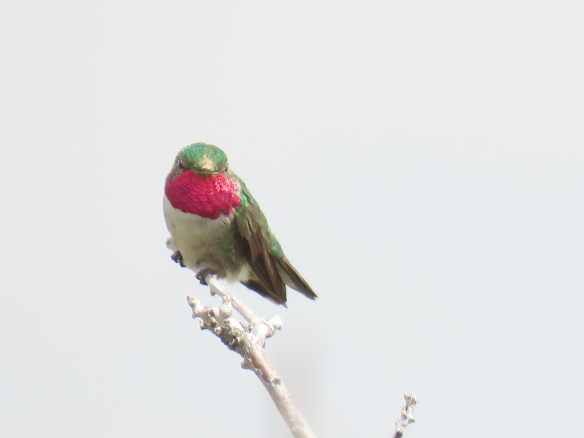 Broad-tailed Hummingbird - ML619996280