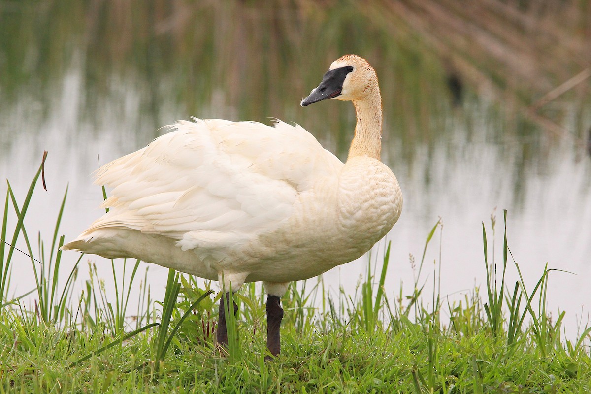 Trumpeter Swan - ML619996281