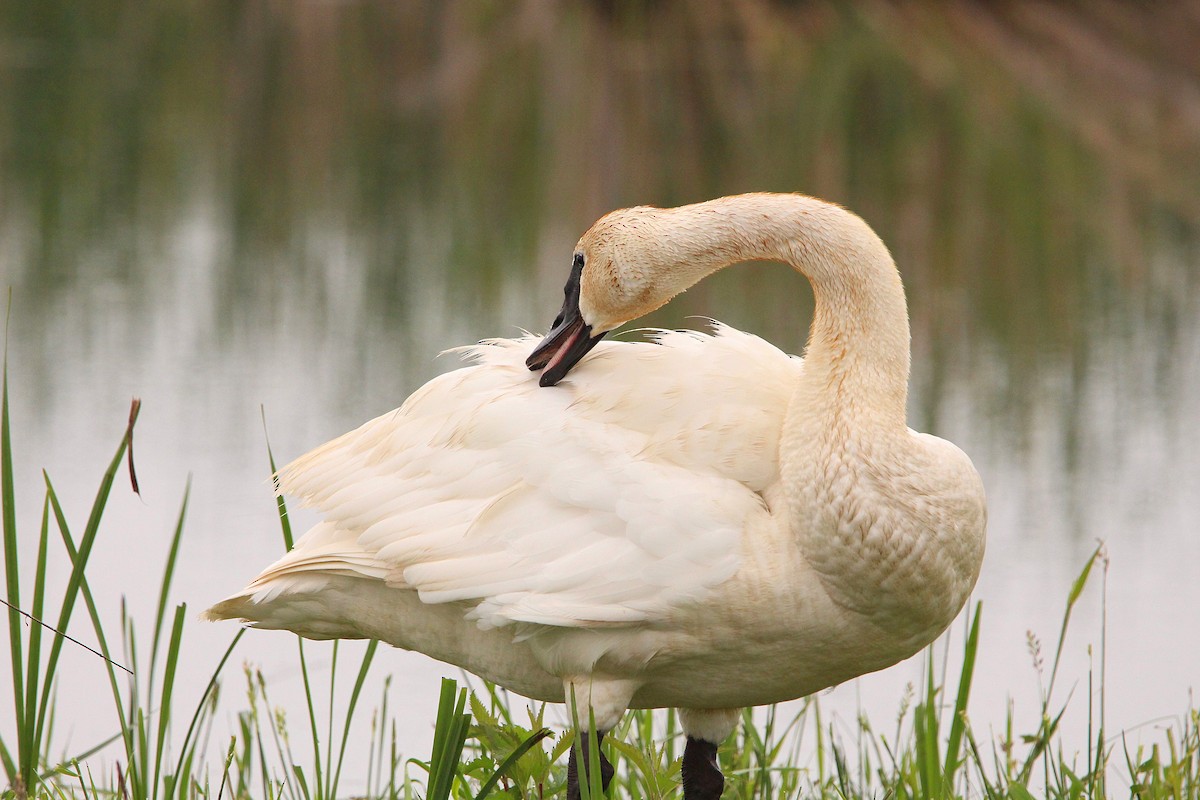 Trumpeter Swan - ML619996288