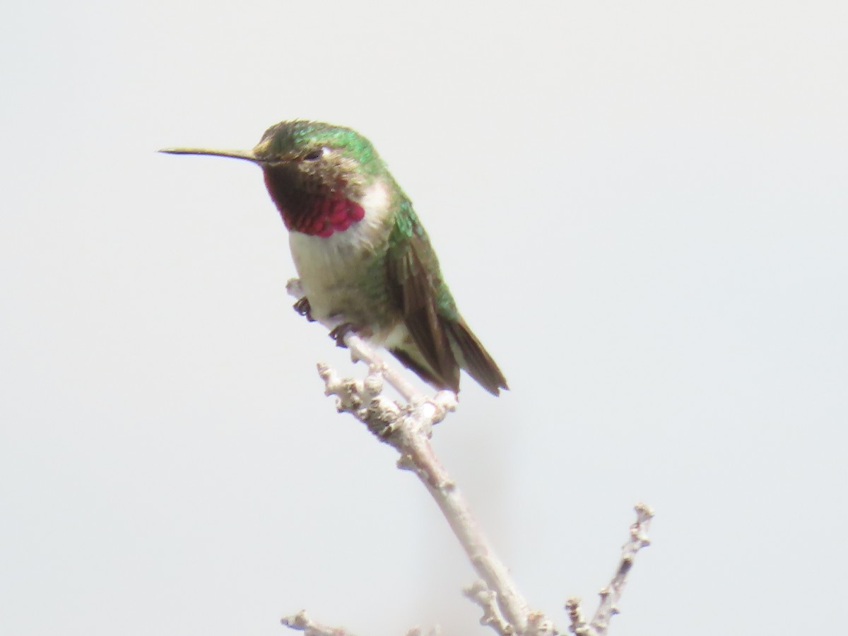 Broad-tailed Hummingbird - ML619996289