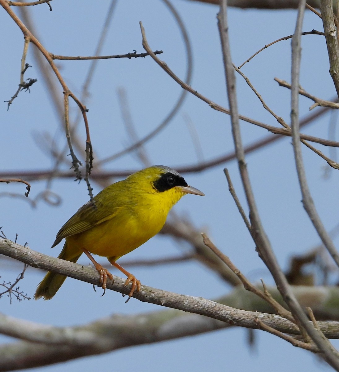 Masked Yellowthroat - ML619996293