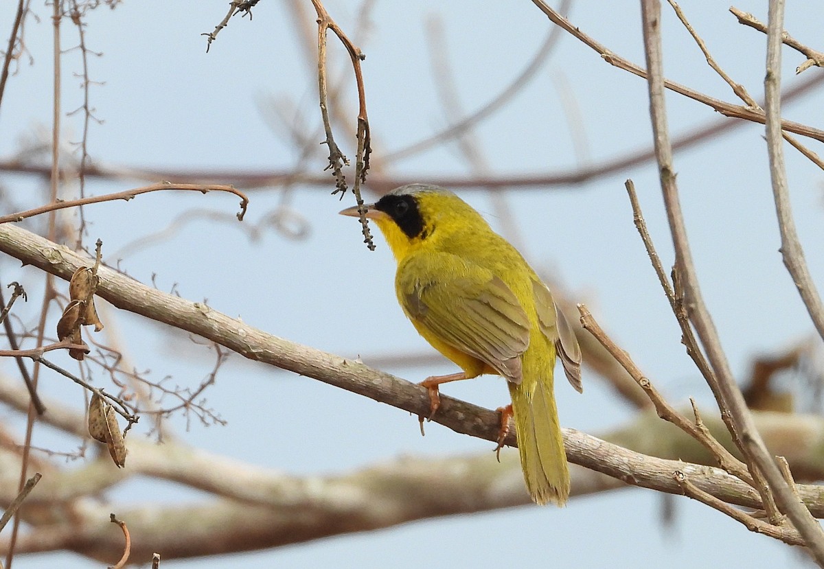 Masked Yellowthroat - ML619996295