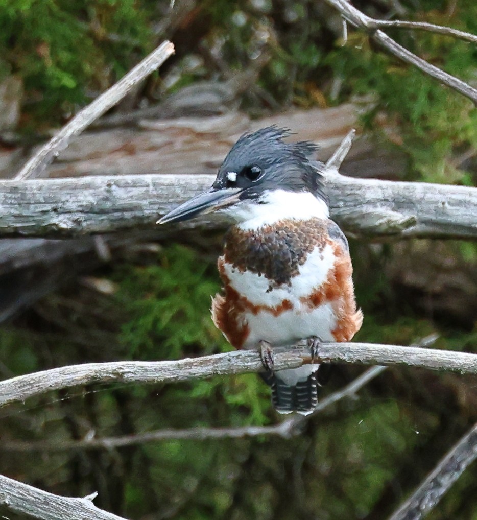 Belted Kingfisher - ML619996296