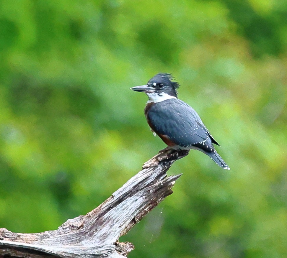 Belted Kingfisher - ML619996297