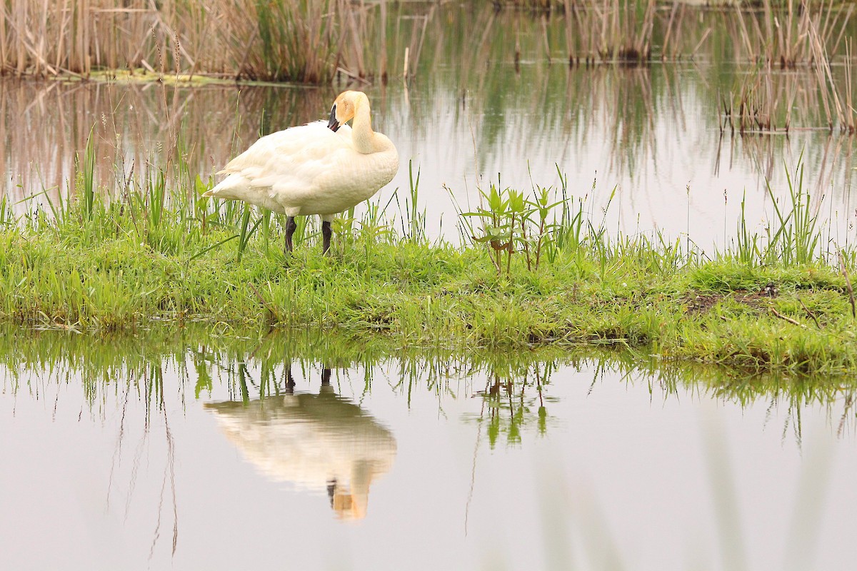 Trumpeter Swan - ML619996298