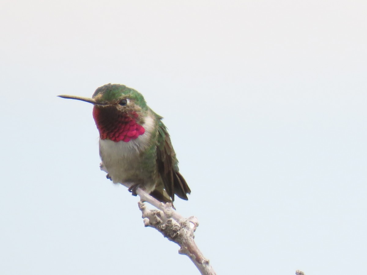 Broad-tailed Hummingbird - ML619996307