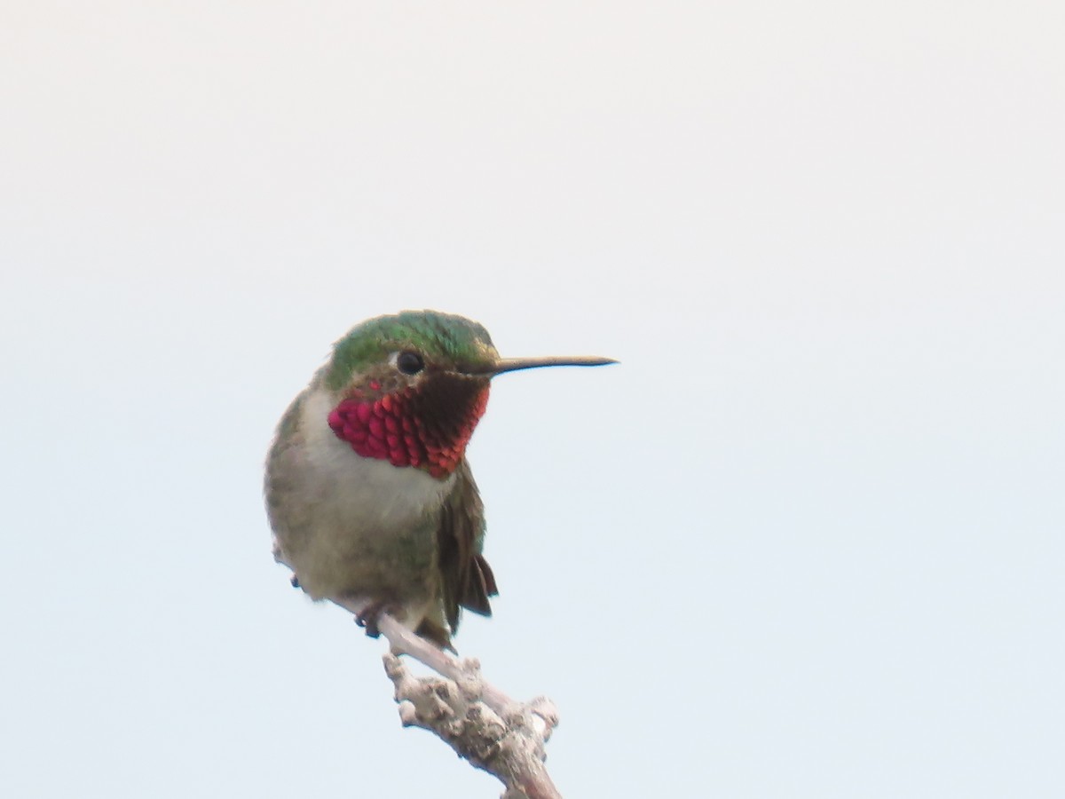 Broad-tailed Hummingbird - ML619996313