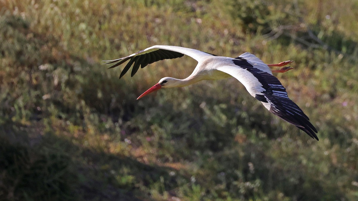 White Stork - ML619996314