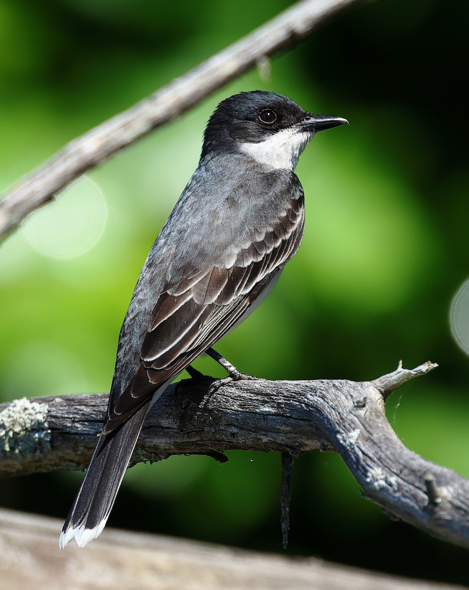 Eastern Kingbird - ML619996317