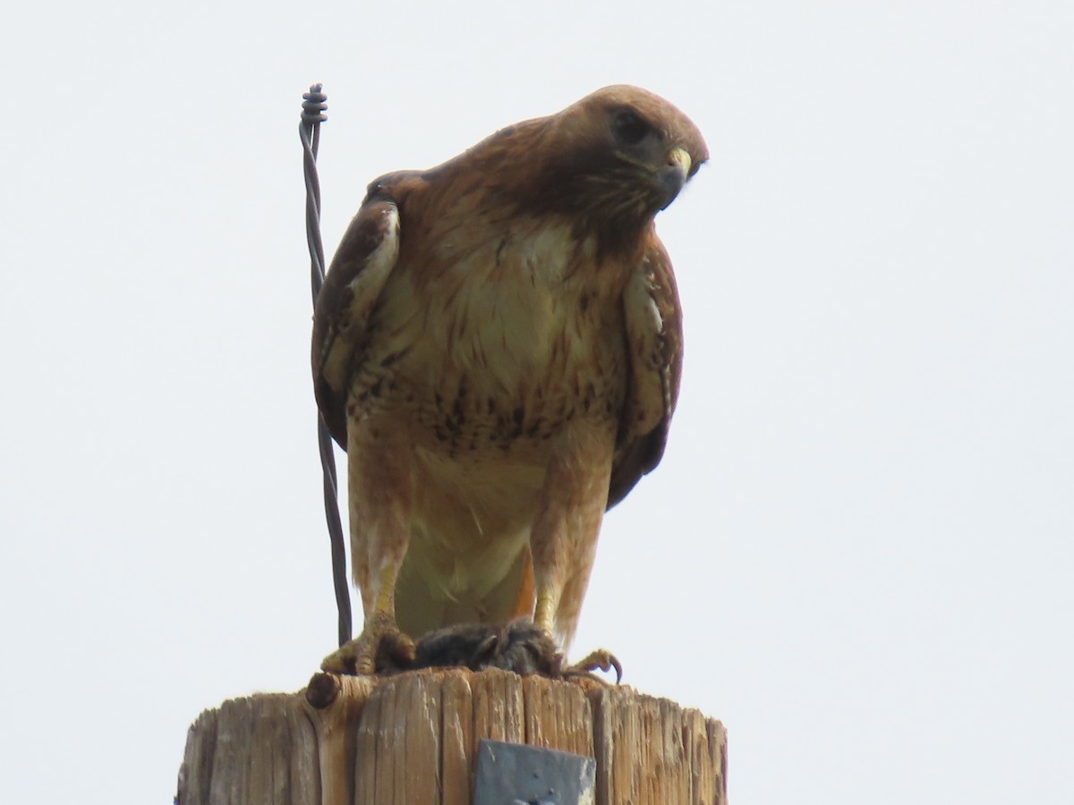 Red-tailed Hawk - ML619996320