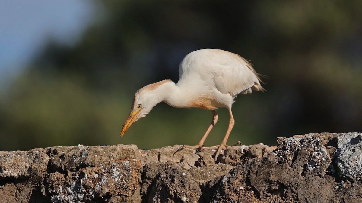 Египетская цапля (ibis) - ML619996322