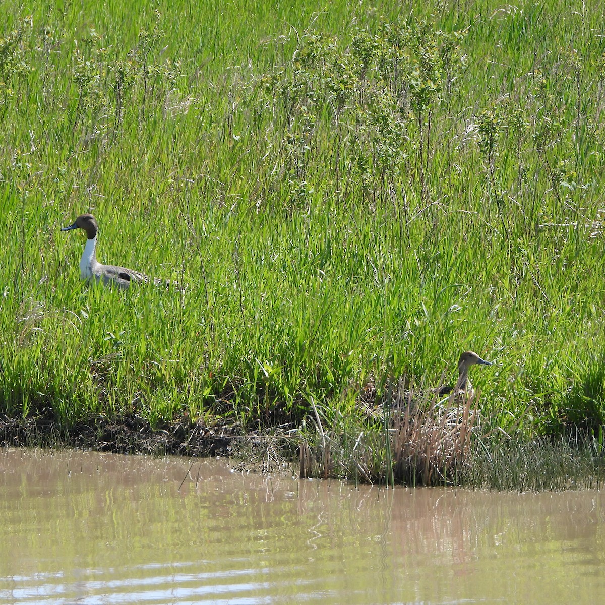 Northern Pintail - ML619996323