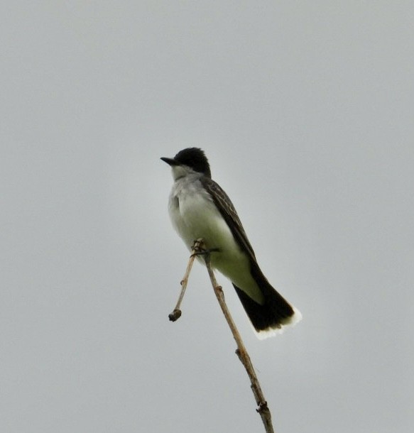 Eastern Kingbird - ML619996324