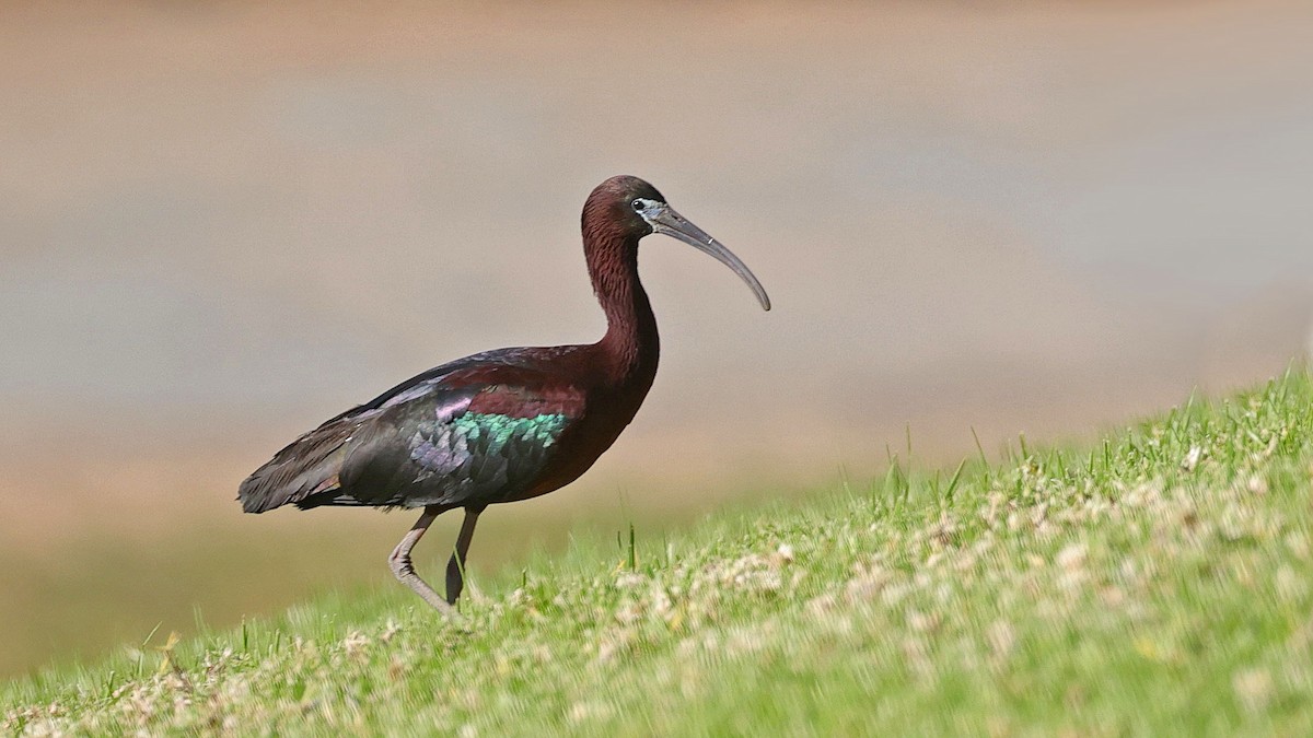 Glossy Ibis - Curtis McCamy