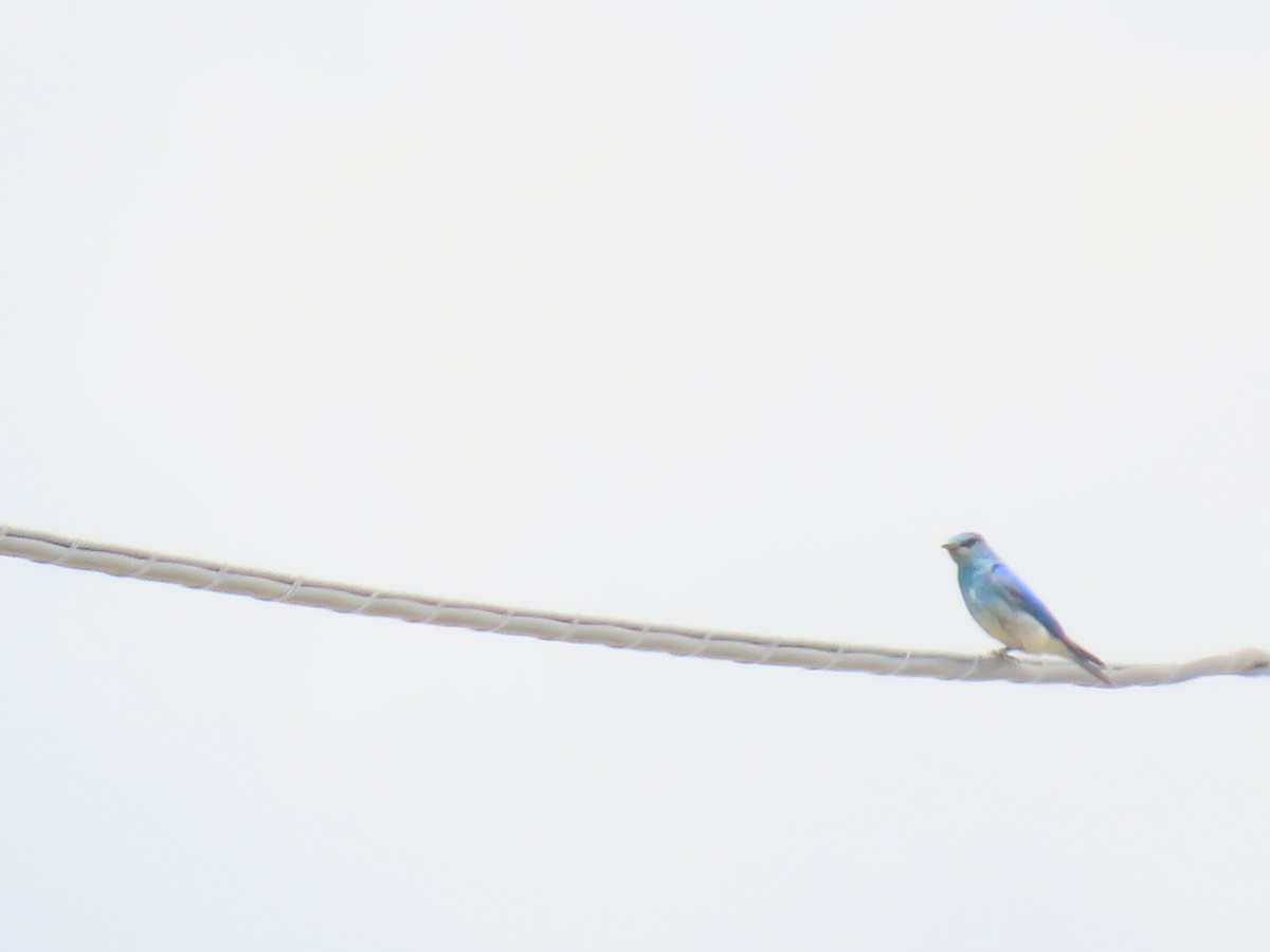 Mountain Bluebird - ML619996329