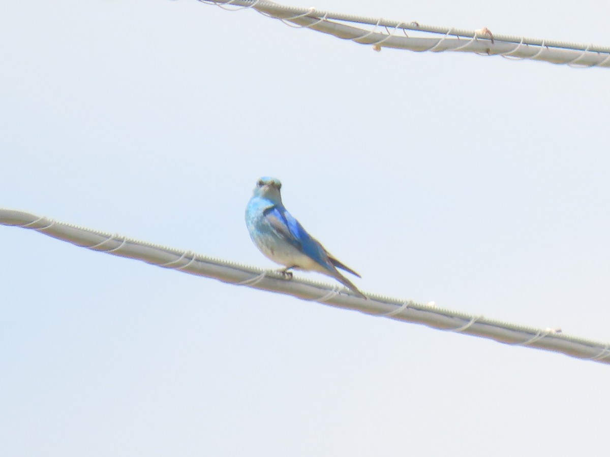 Mountain Bluebird - ML619996332