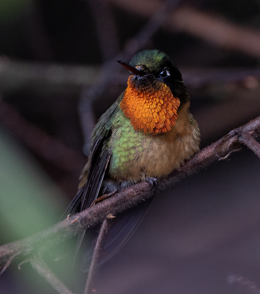 kolibřík oranžovohrdlý - ML619996334