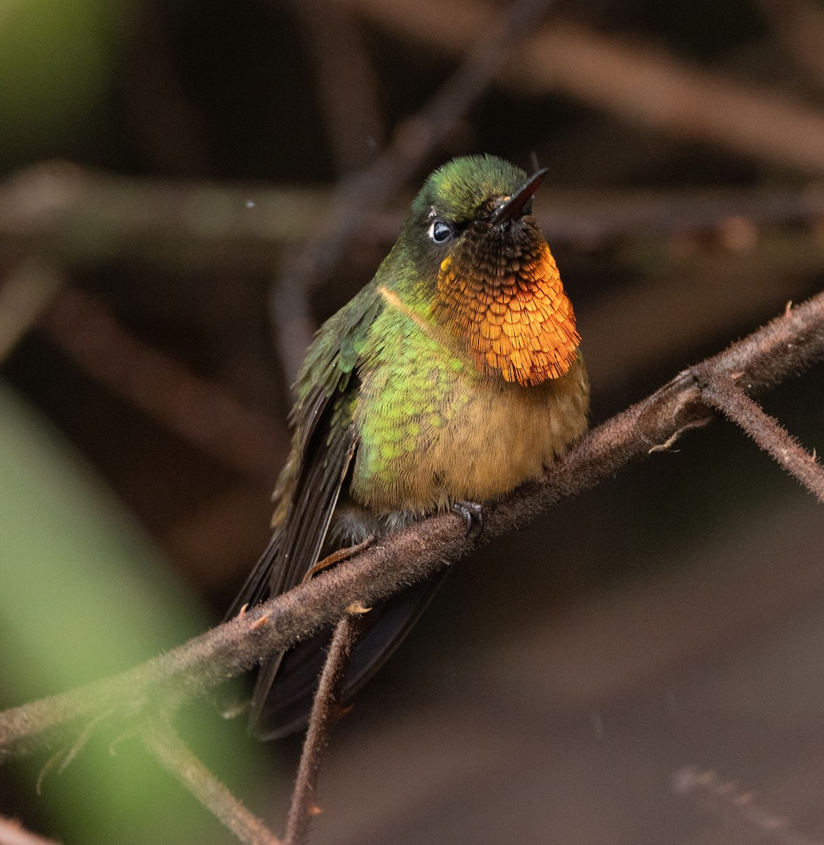 Colibrí de Marte - ML619996335