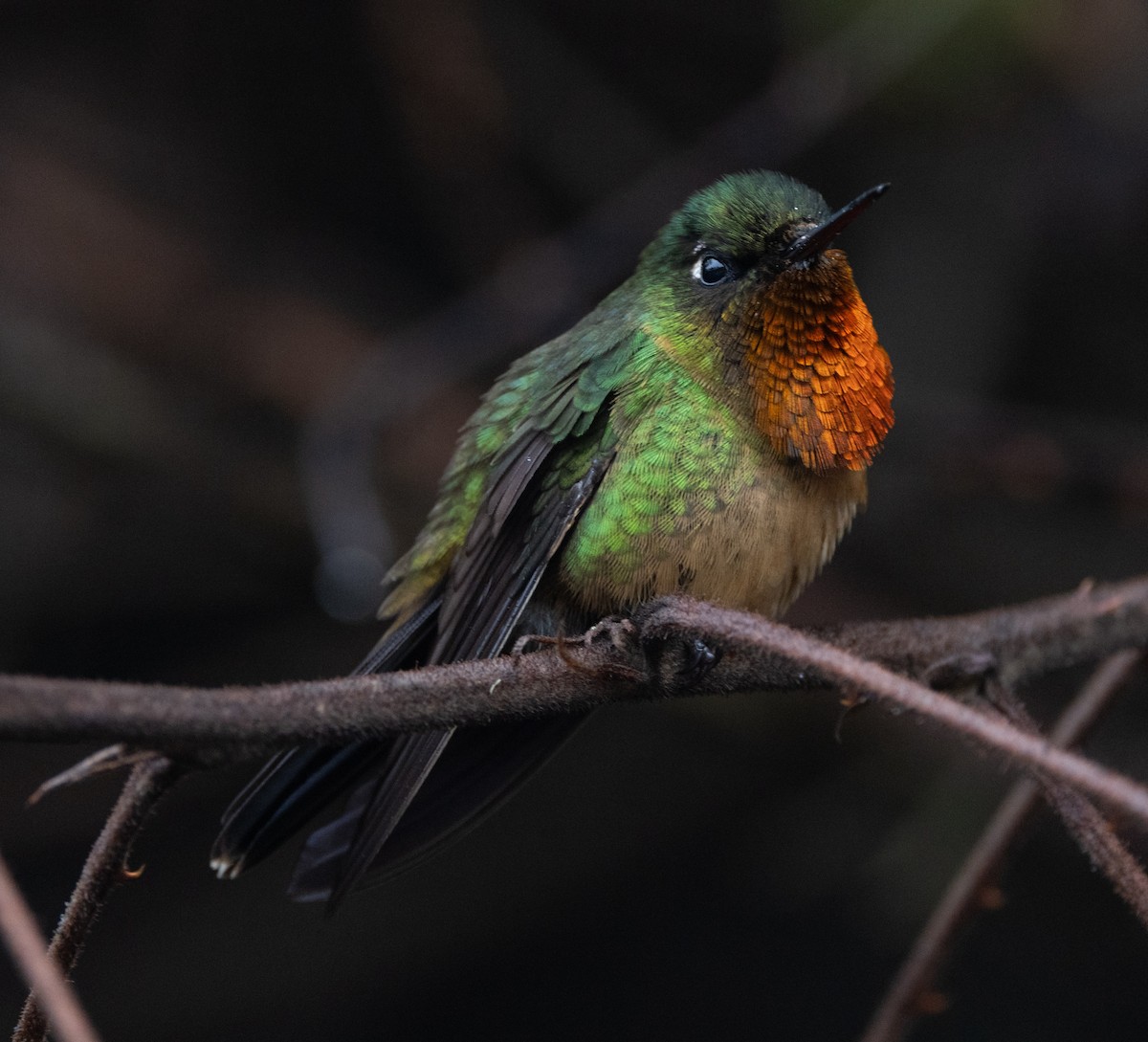 kolibřík oranžovohrdlý - ML619996336