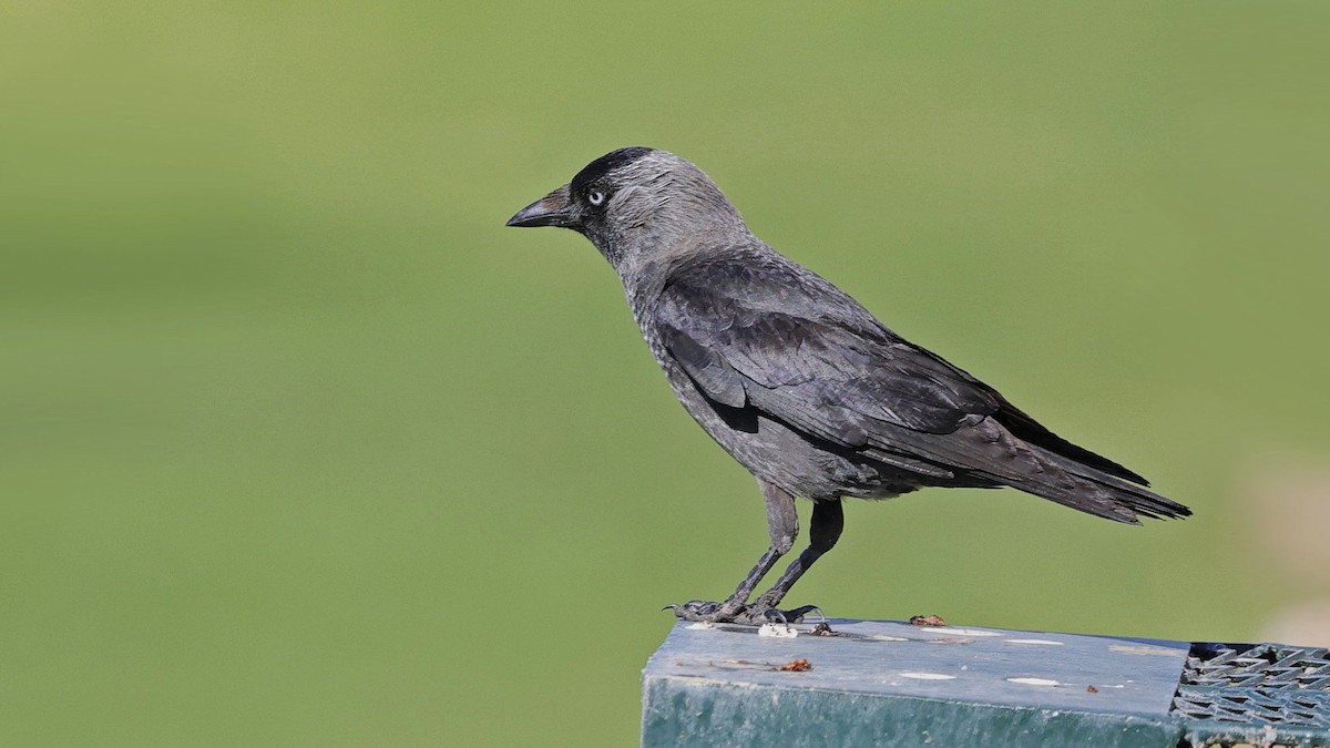 Eurasian Jackdaw - Curtis McCamy