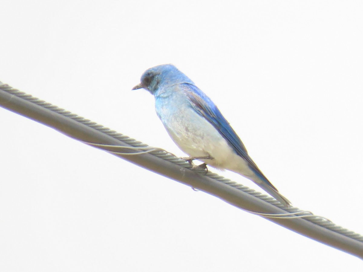 Mountain Bluebird - ML619996341