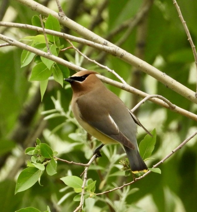 Cedar Waxwing - ML619996343