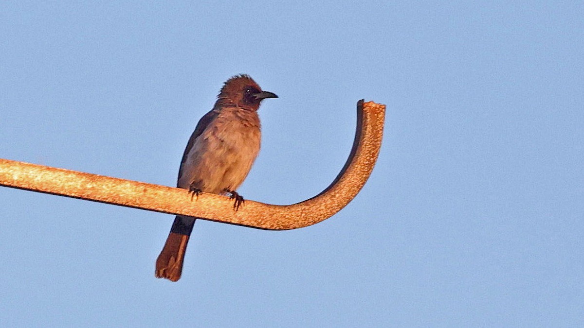 Common Bulbul - ML619996345