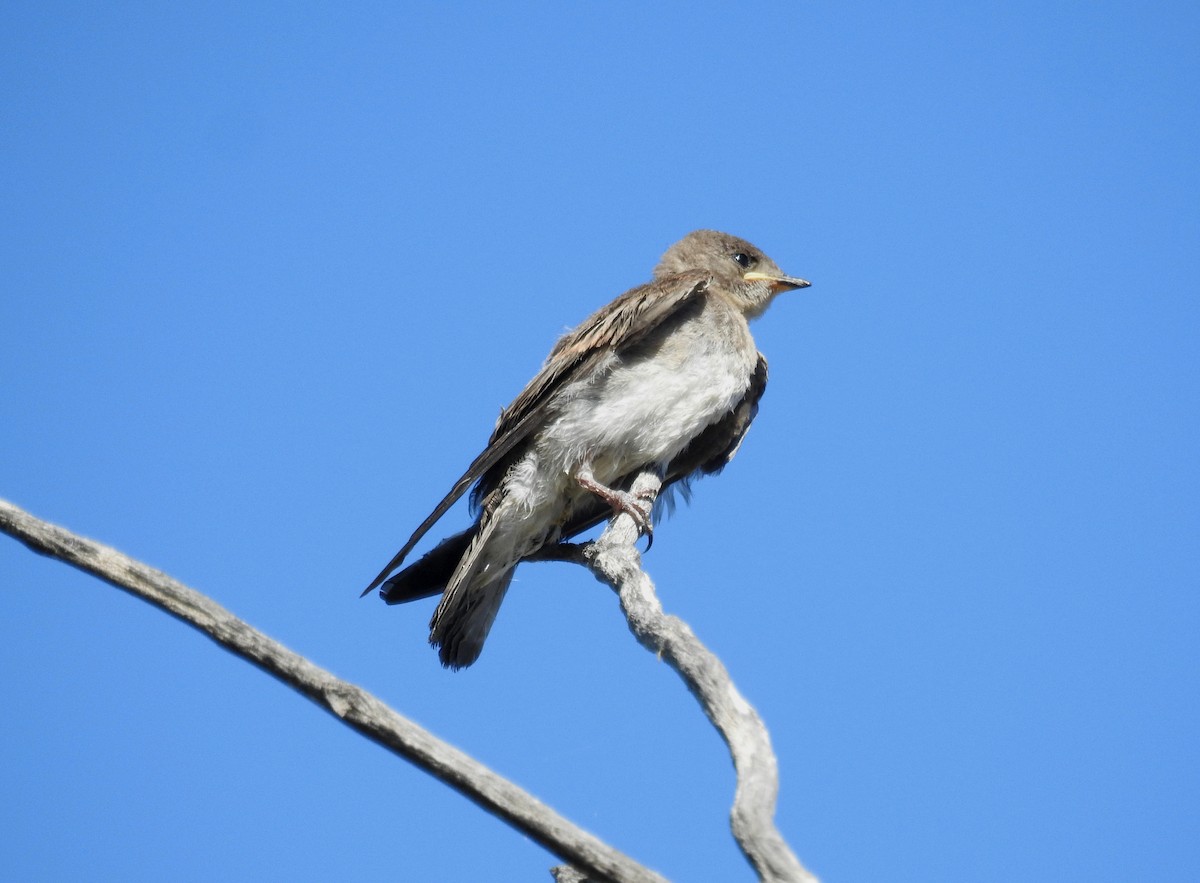 Northern Rough-winged Swallow - ML619996346