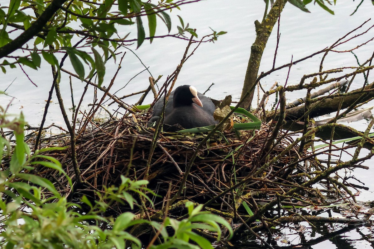 Eurasian Coot - ML619996349