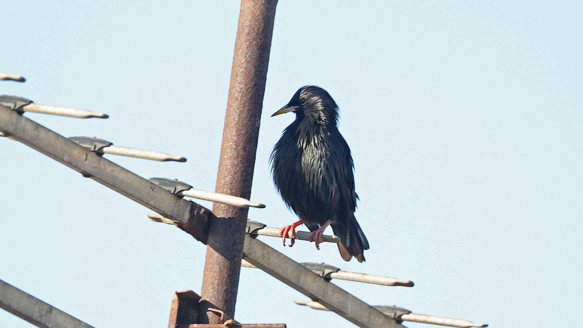 Spotless Starling - ML619996351