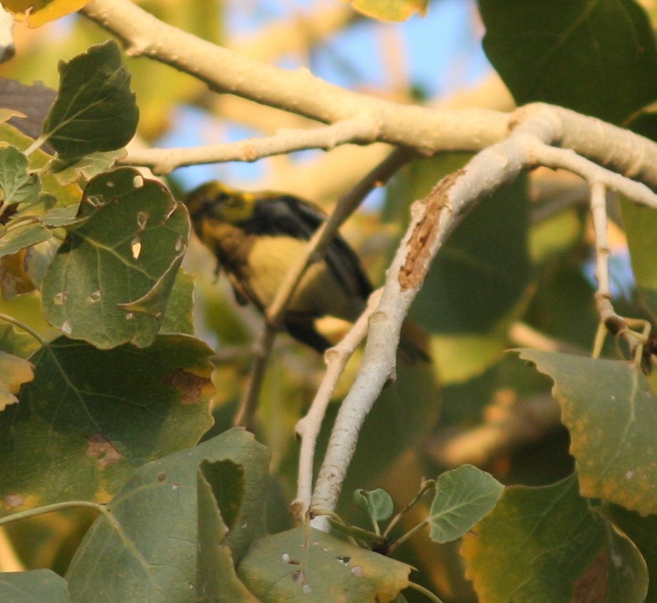 Black-throated Green Warbler - ML619996353