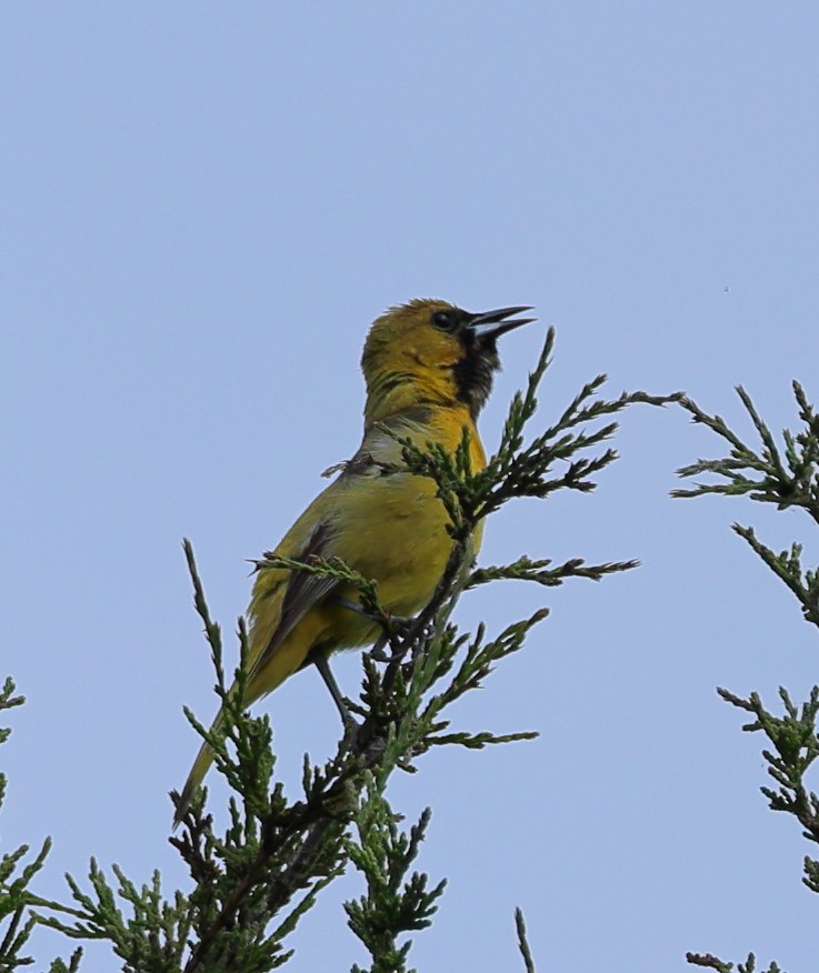 Orchard Oriole - ML619996360
