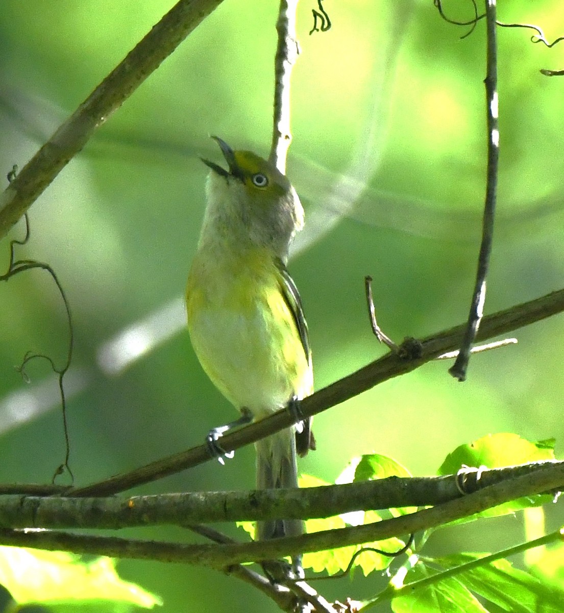 White-eyed Vireo - ML619996367