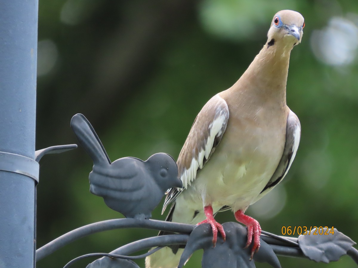 White-winged Dove - ML619996384