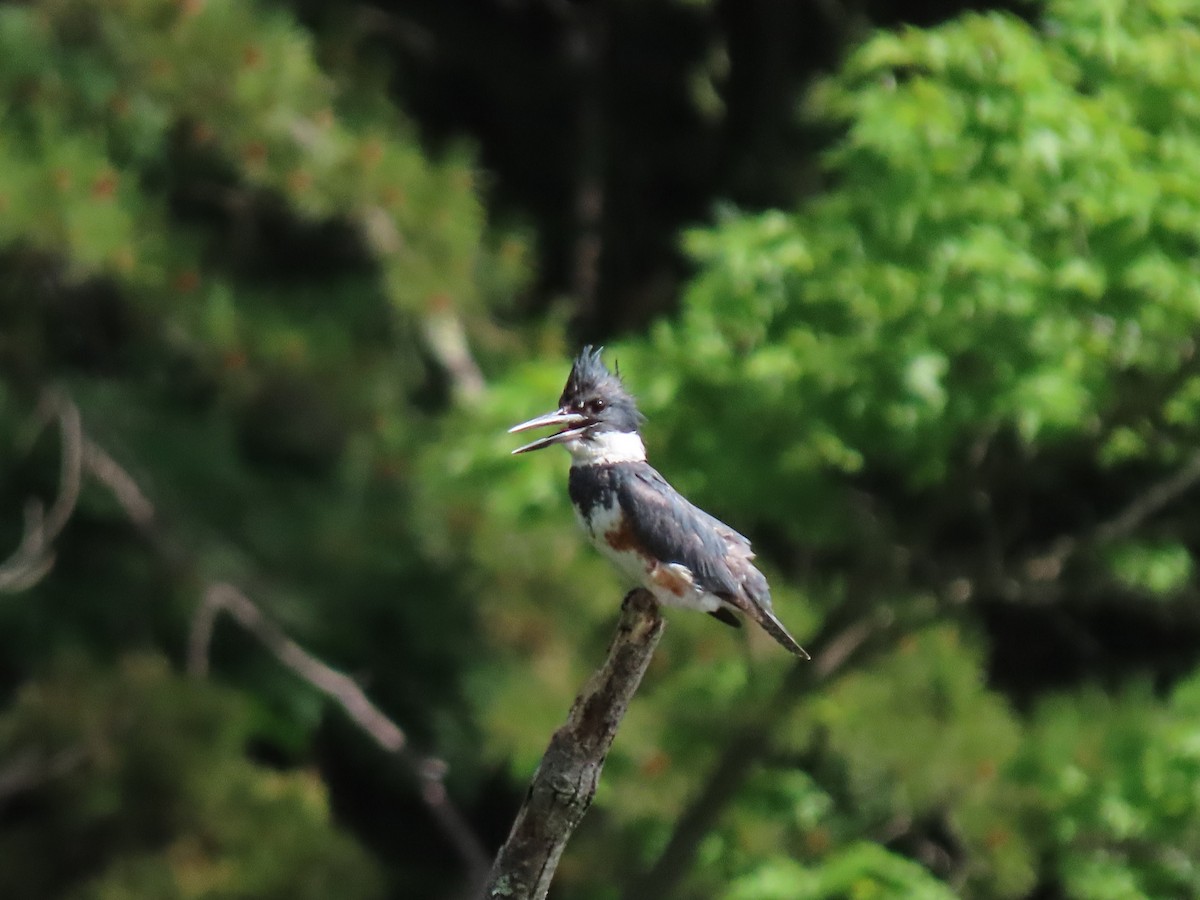 Belted Kingfisher - ML619996385