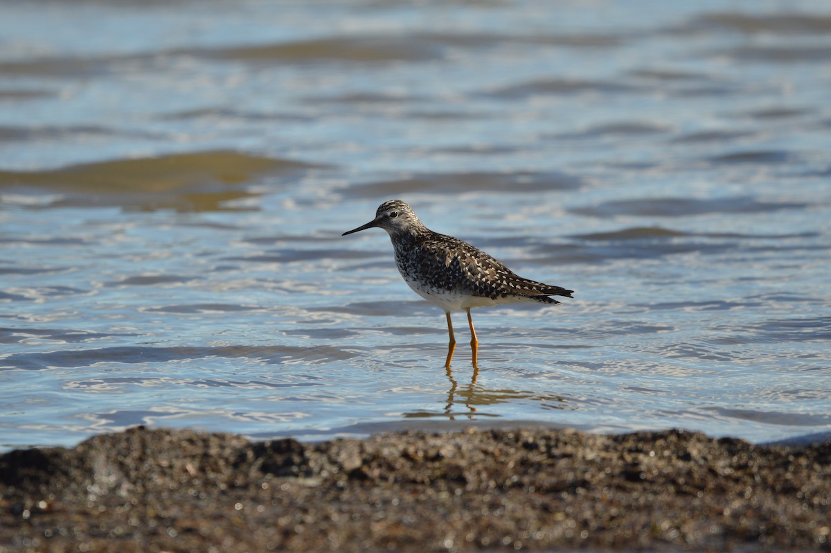 Lesser Yellowlegs - ML619996386