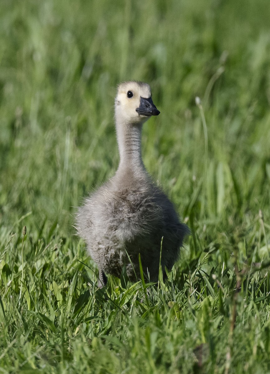 Canada Goose - Jim Bille