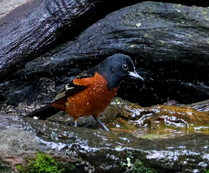 Orchard Oriole - ML619996389