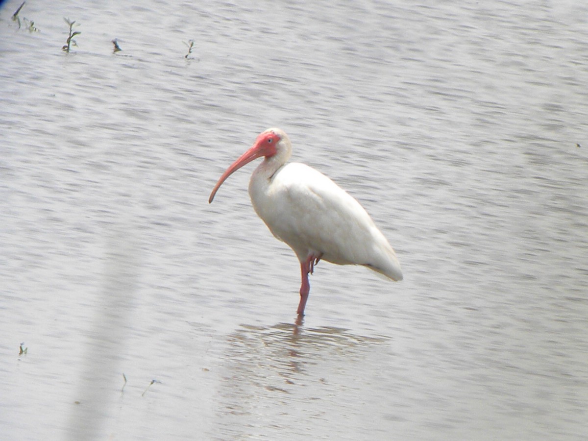 White Ibis - ML619996390