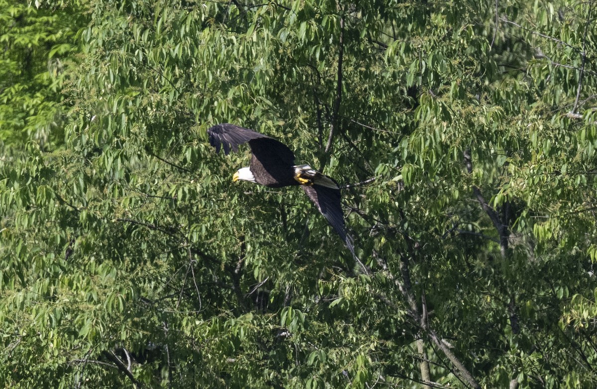 Weißkopf-Seeadler - ML619996394