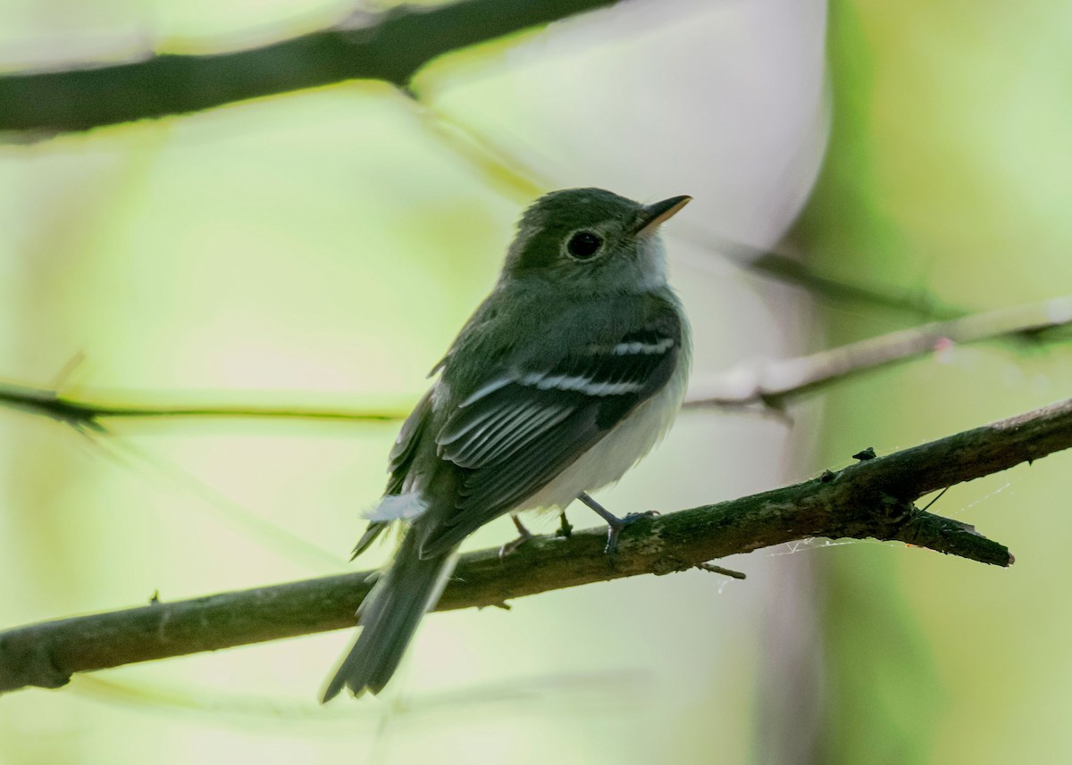 Acadian Flycatcher - ML619996396