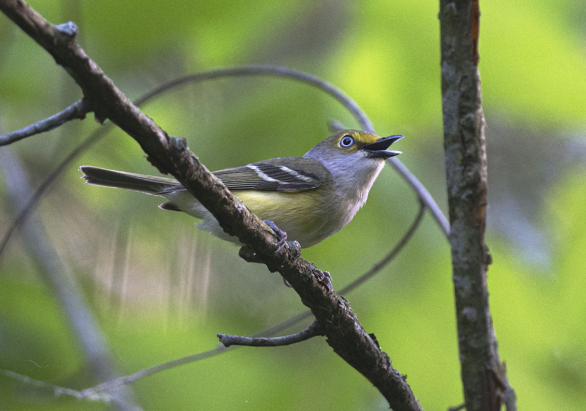 White-eyed Vireo - ML619996418