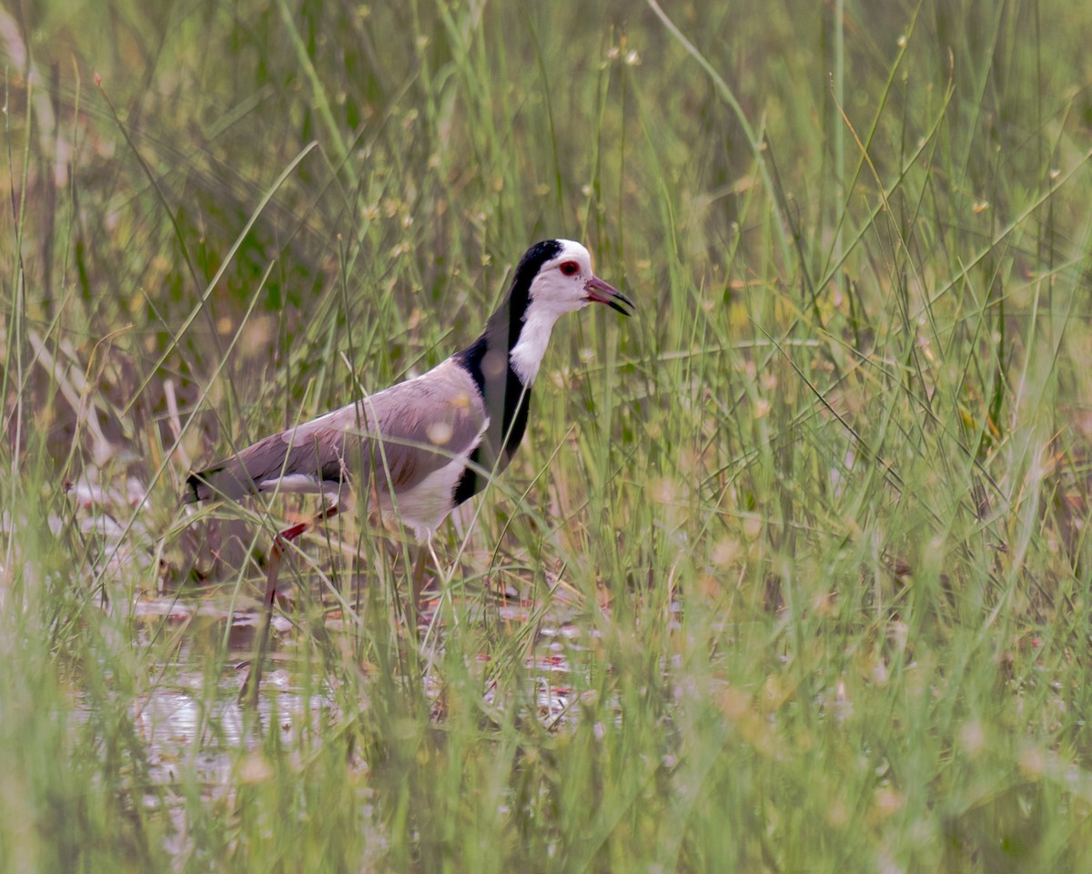 Long-toed Lapwing - ML619996421