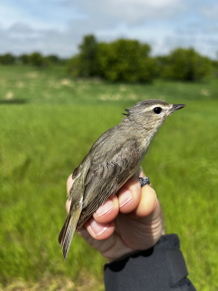 Warbling Vireo - Garrett MacDonald