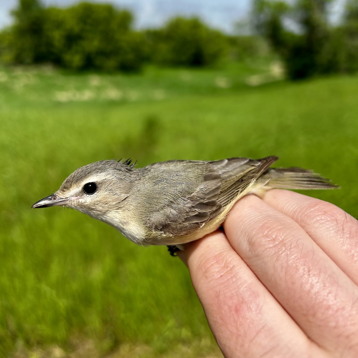 Warbling Vireo - ML619996423